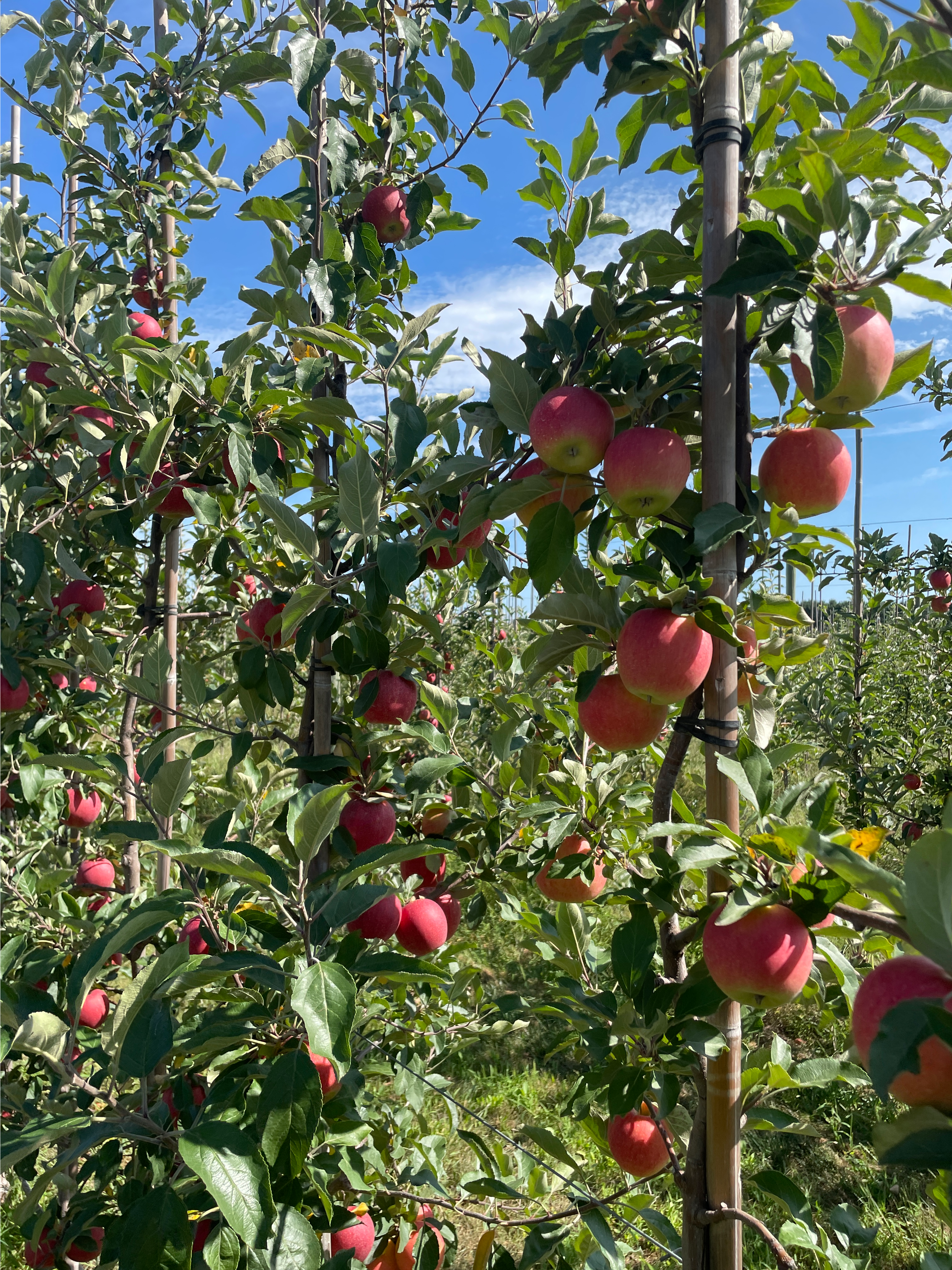 Gala apples ready for harvest.